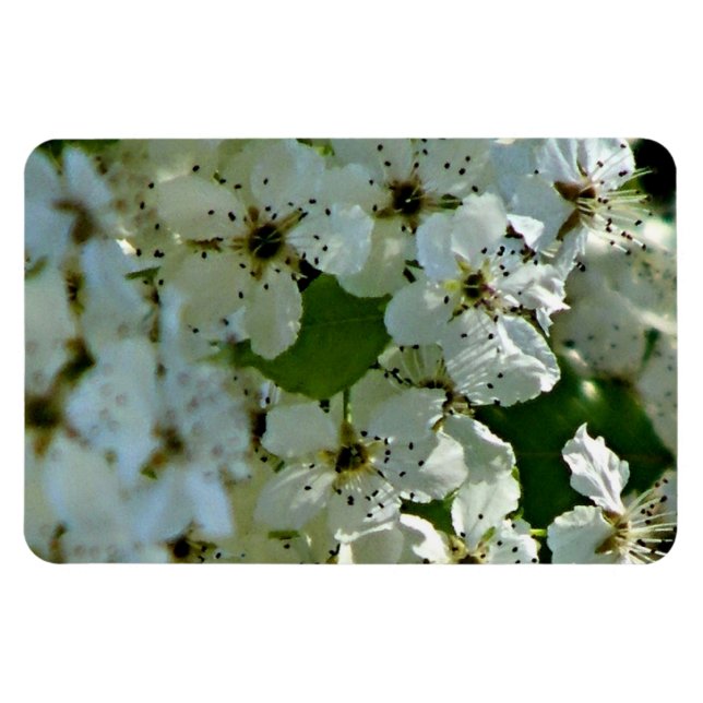 Íman Pear Blossoms em floração (Horizontal)