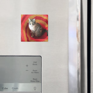 Íman Pearl Cat no Afeganistão