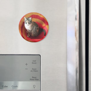 Íman Pearl Cat no Afeganistão