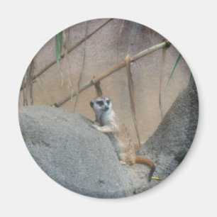 Íman Peerkat Meerkat