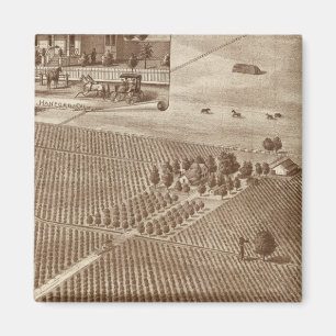 Íman Peerless Vineyard, Hanford, Cal