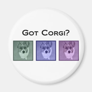 Íman Pegou Corgi? Corgis