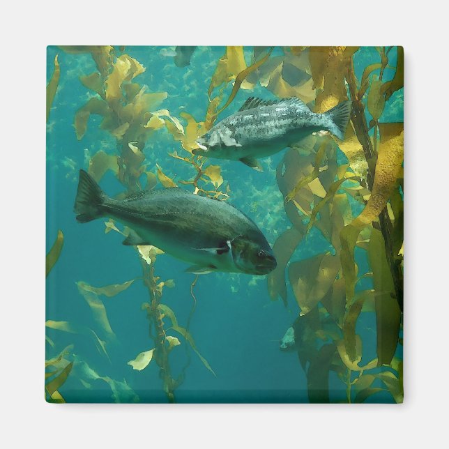 Íman Peixe (Frente)