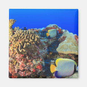 Íman Peixe-anjos-real (Pygoplites diacanthus),