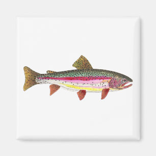 Íman Peixe-Arco-Íris