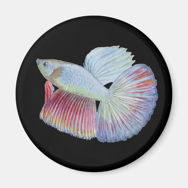Íman Peixe Betta (Frente)