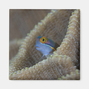 Íman peixe Blenny Blenniidae) espreitando a cabeça para