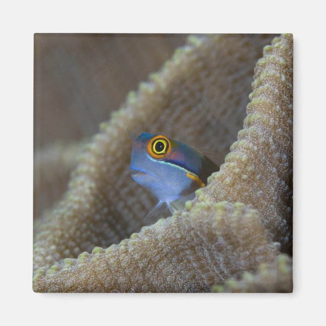 Íman peixe Blenny Blenniidae) espreitando a cabeça para (Frente)