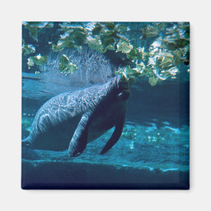 Íman Peixe-boi, jardim zoológico do parque de Lowry,