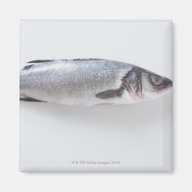 Íman Peixe-branzini inteiro (Frente)