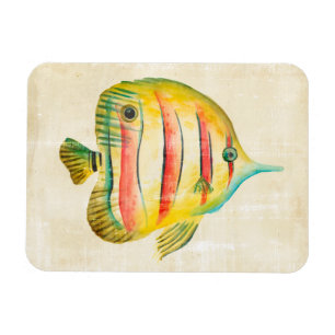 Íman Peixe Colorido