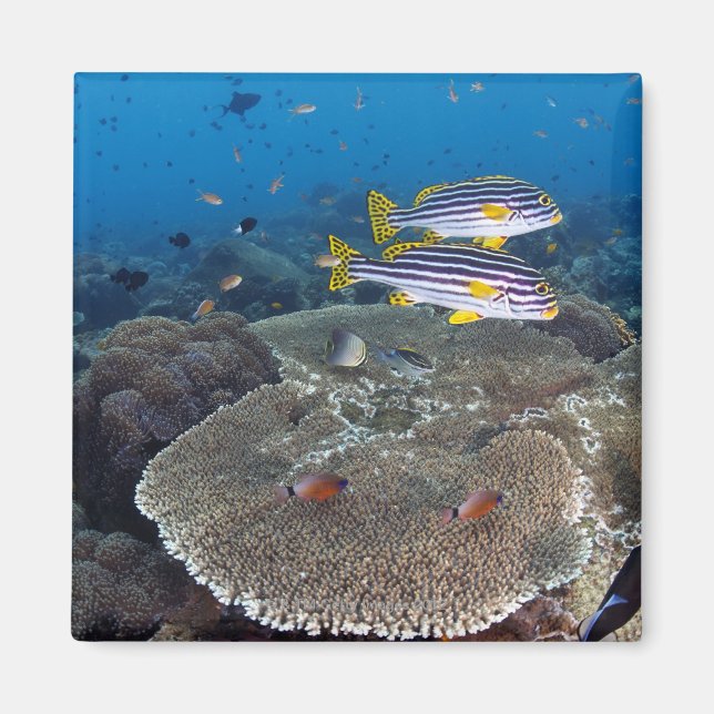 Íman Peixe-doce (Frente)