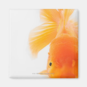 Íman Peixe dourado alaranjado do lionhead (auratus do