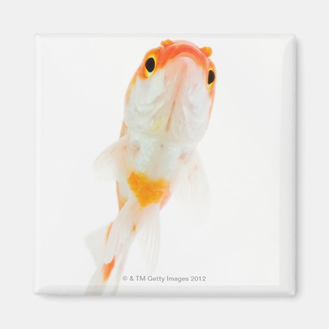 Íman Peixe-dourado de cauda-cometa (Frente)