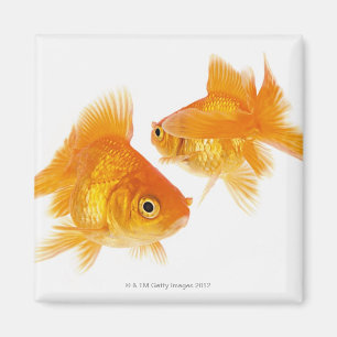 Íman Peixe dourado dois que cruza-se