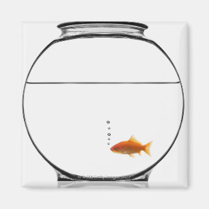 Íman Peixe dourado na bacia