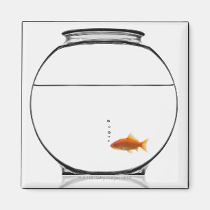 Íman Peixe dourado na bacia