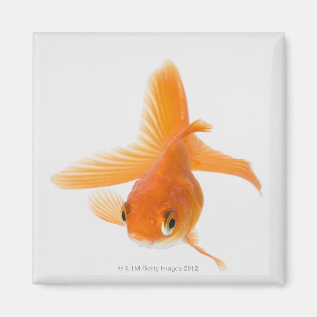 Íman Peixe-espada (Carassius auratus) (Frente)