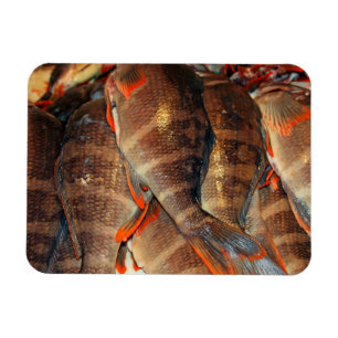 Íman Peixe fresco