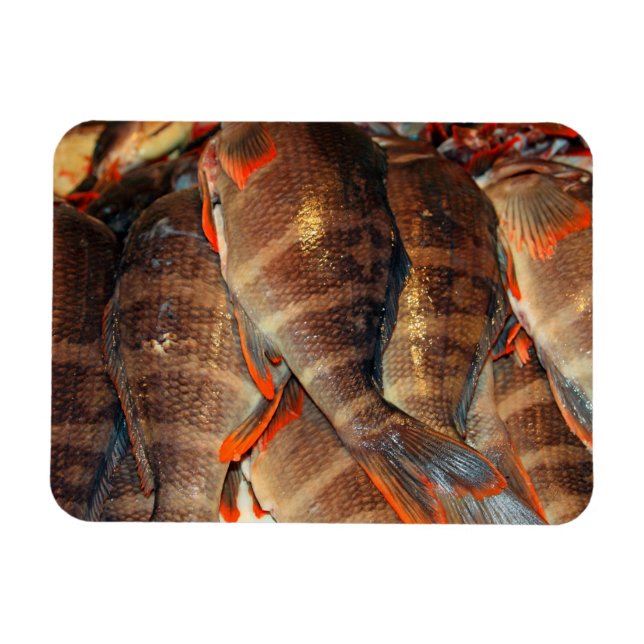 Íman Peixe fresco (Horizontal)