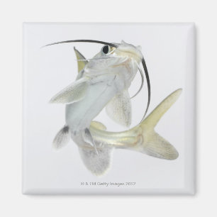 Íman Peixe-gato de mar de Tete (seemanni de