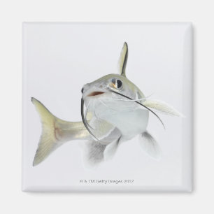 Íman Peixe-gato de mar de Tete (seemanni de