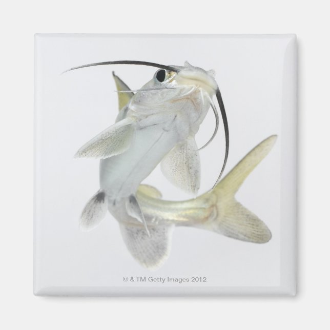 Íman Peixe-gato-do-mato-pequeno (Hexanematichthys seema (Frente)