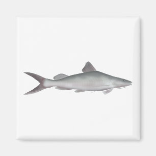Íman Peixe-gato-do-rio gigante