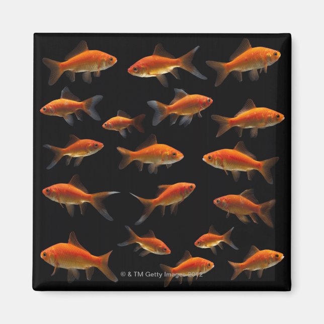 Íman Peixe-Goldfish 2 (Frente)