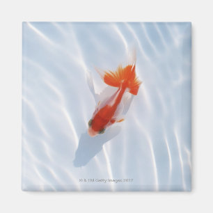 Íman Peixe-Goldfish 5