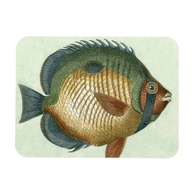 Íman Peixe Grande Colorido (Horizontal)