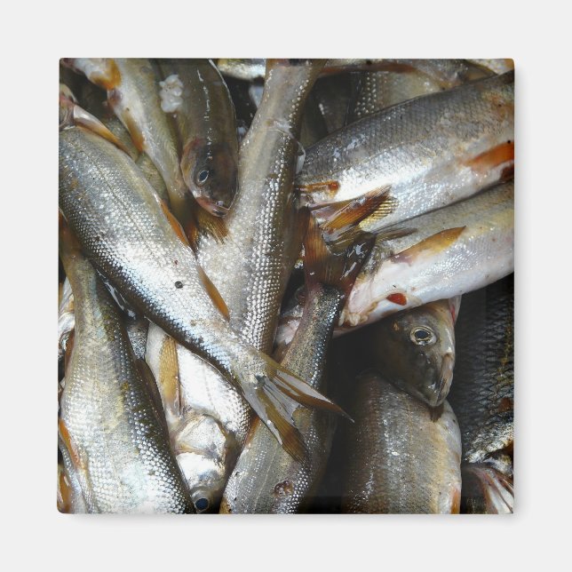 Íman Peixe Minnow norte (Frente)