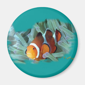 Íman Peixe-palha H2Oasis