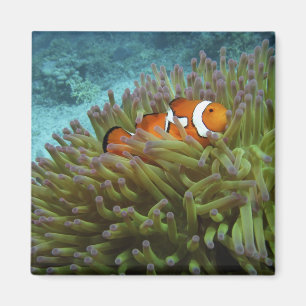 Íman Peixe-palheiro ocidental ( Amphiprion ocellaris )