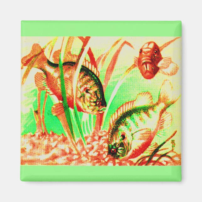 Íman peixe-sol água fresca (Frente)