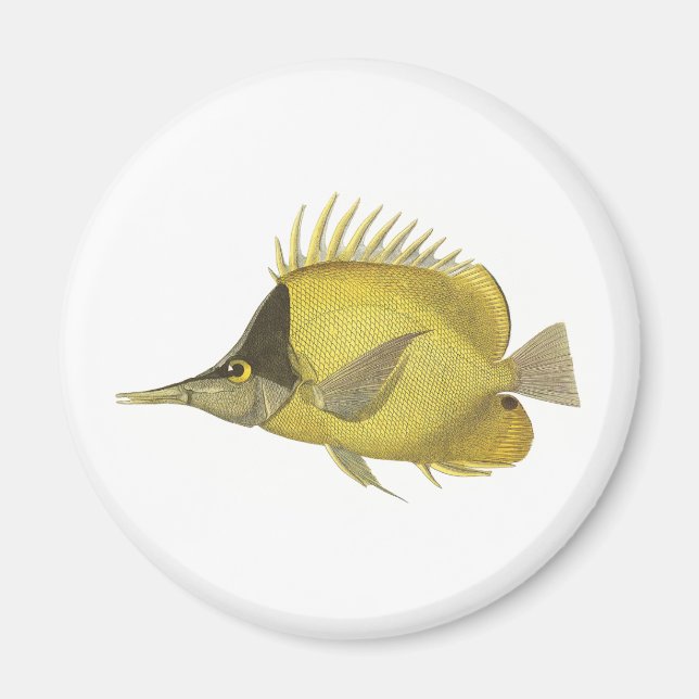 Íman Peixe Tropical Amarelo Chelmon Longirostris, Vinta (Frente)