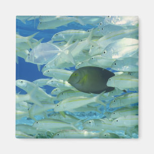 Íman Peixes amarelos do cirurgião com o peixe dourado