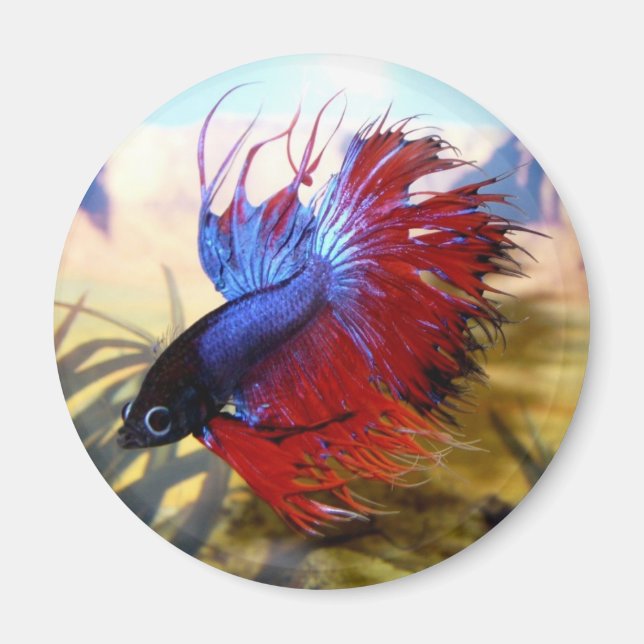 Íman Peixes beta (Frente)