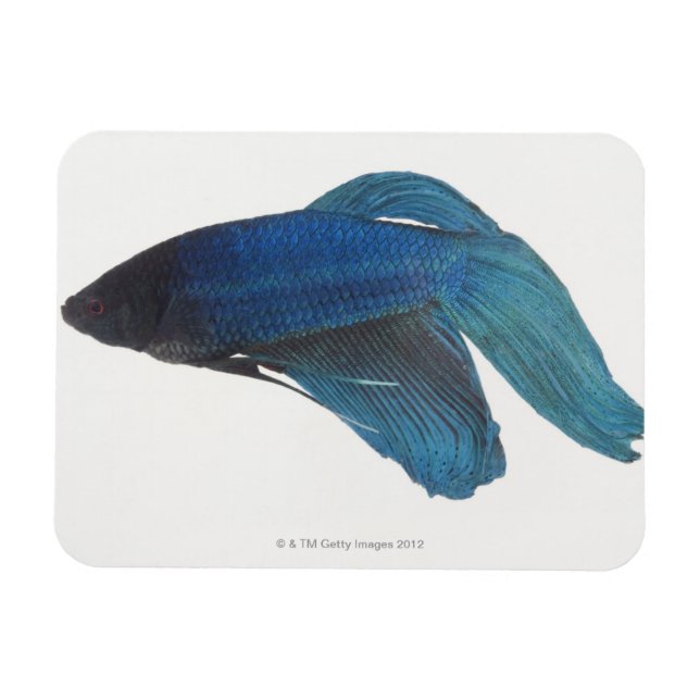 Íman Peixes Betta ou Peixes de Combate de Azul Masculin (Horizontal)