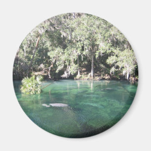 Íman Peixes-boi no ímã de Blue Springs