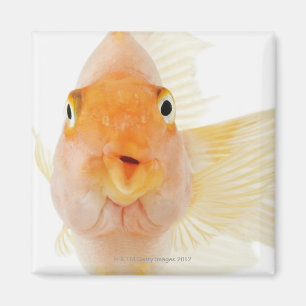 Íman Peixes de água doce tropicais