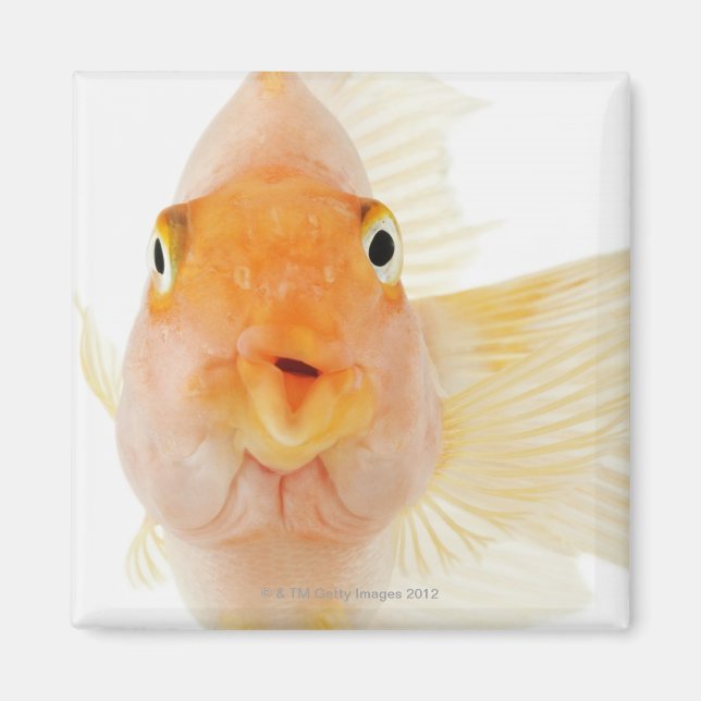 Íman Peixes de água fresca tropical (Frente)