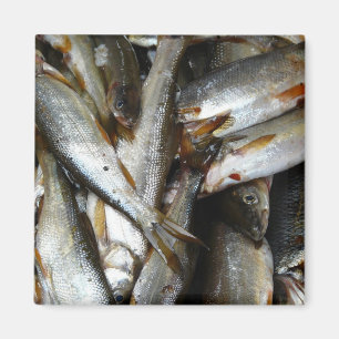 Íman Peixes dos Minnow de Pike do norte