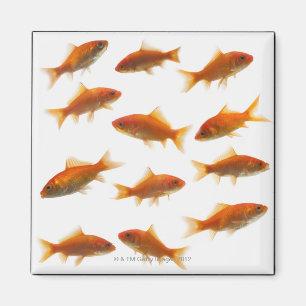 Íman Peixes dourados