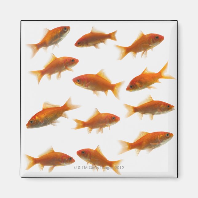 Íman Peixes dourados (Frente)