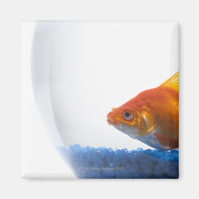 Íman Peixes dourados em prato branco (Frente)
