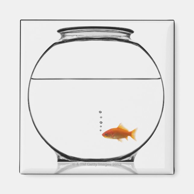 Íman Peixes dourados em tigela (Frente)