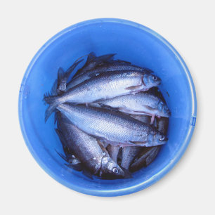 Íman Peixes em um balde