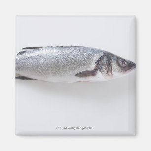 Íman Peixes inteiros do branzini