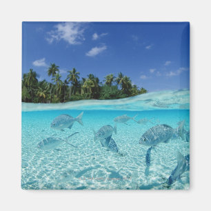 Íman Peixes no mar